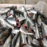 Sardine HGT