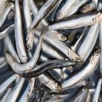 Anchois
