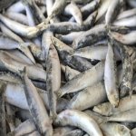 Sardine congelée