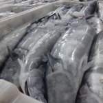 Bonito
